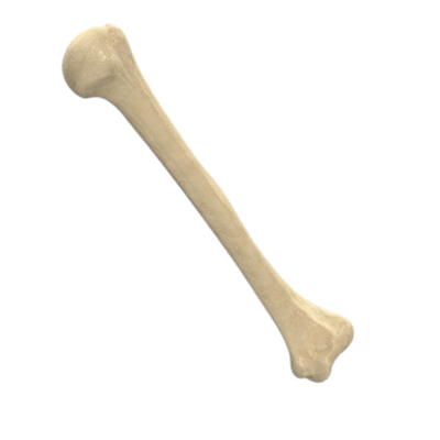 Bone PNG images free download.
