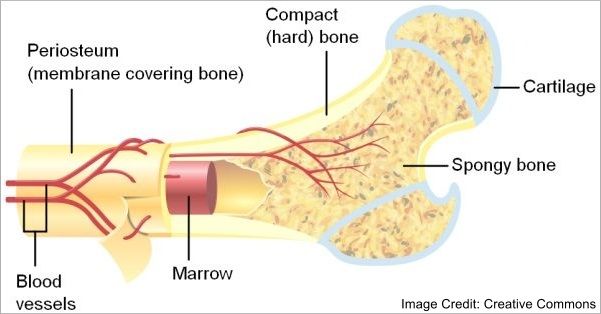 Bone structure clipart 20 free Cliparts | Download images on Clipground