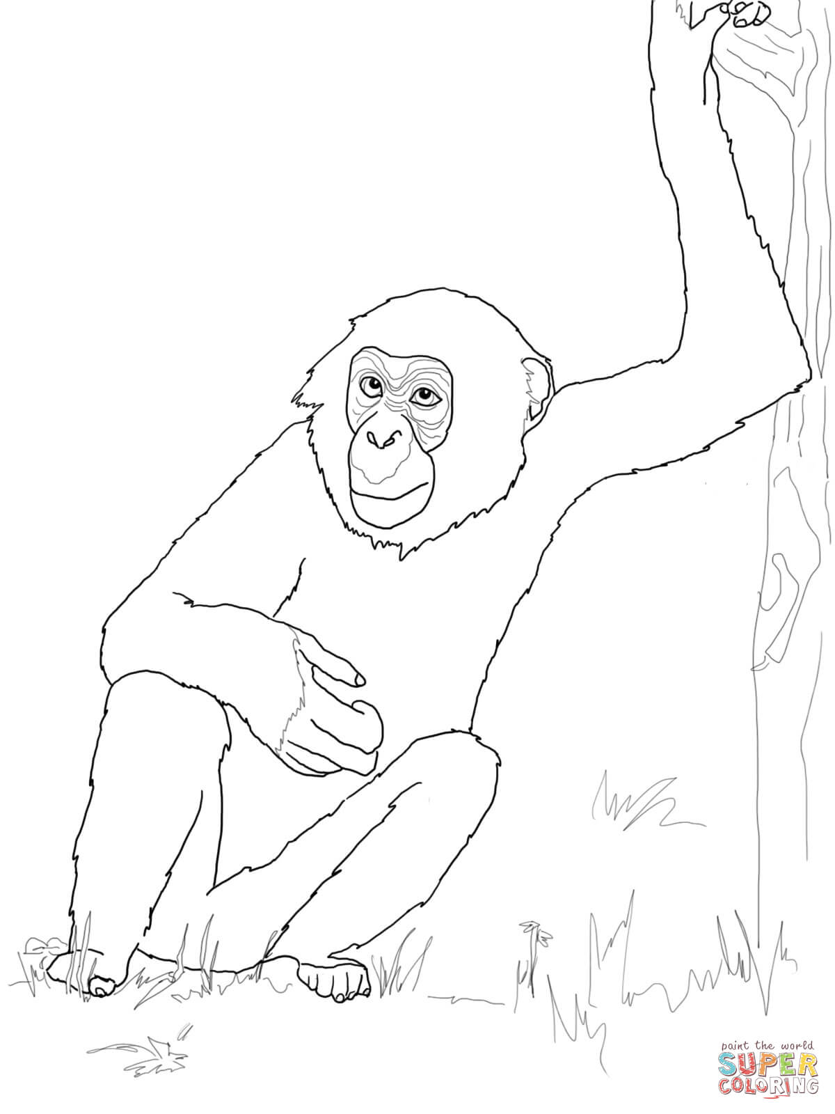 Bonobo Chimpanzee coloring page.