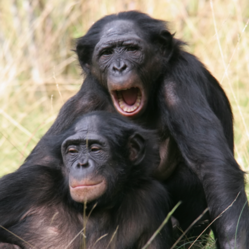 Карликовый шимпанзе 6. Бонобо обезьяна. Шимпанзе бонобо. Бонобо спаривание. Карликовый шимпанзе.