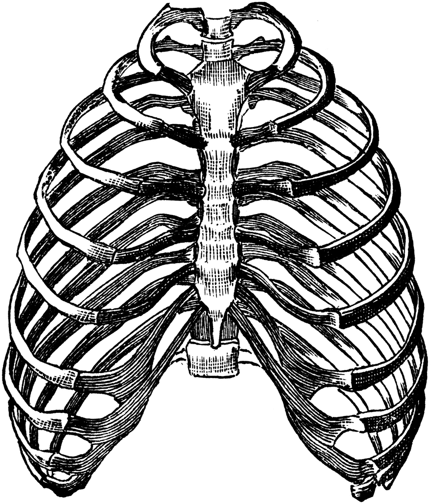 Bony Walls of the Thorax.