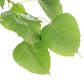 Stock Photography of Bodhi Leaf from the Bodhi tree k15379441.