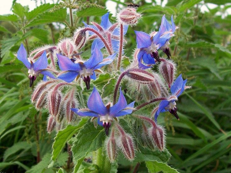 1000+ images about Borage//Kurgirohi on Pinterest.