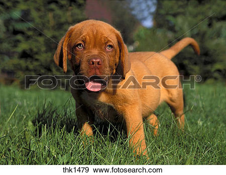Stock Photograph of Dogue De Bordeaux dog standing on grass.