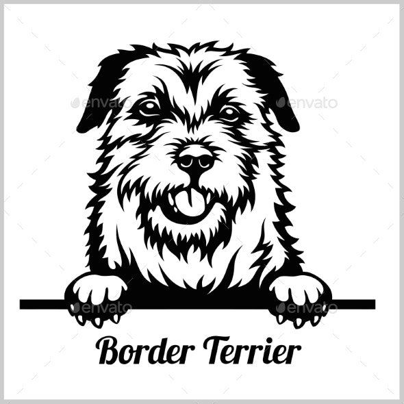 Border Terrier Peeking Dog.