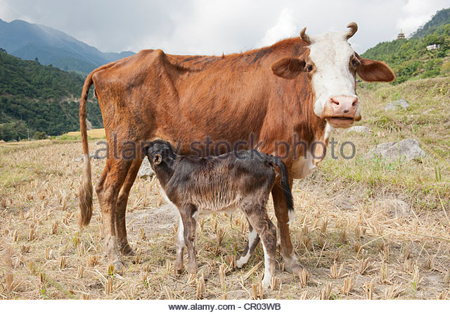 Bos Primigenius Asia Stock Photos & Bos Primigenius Asia Stock.