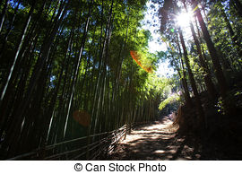 Stock Photo of Beautiful bamboo forest in south korea,Boseong.