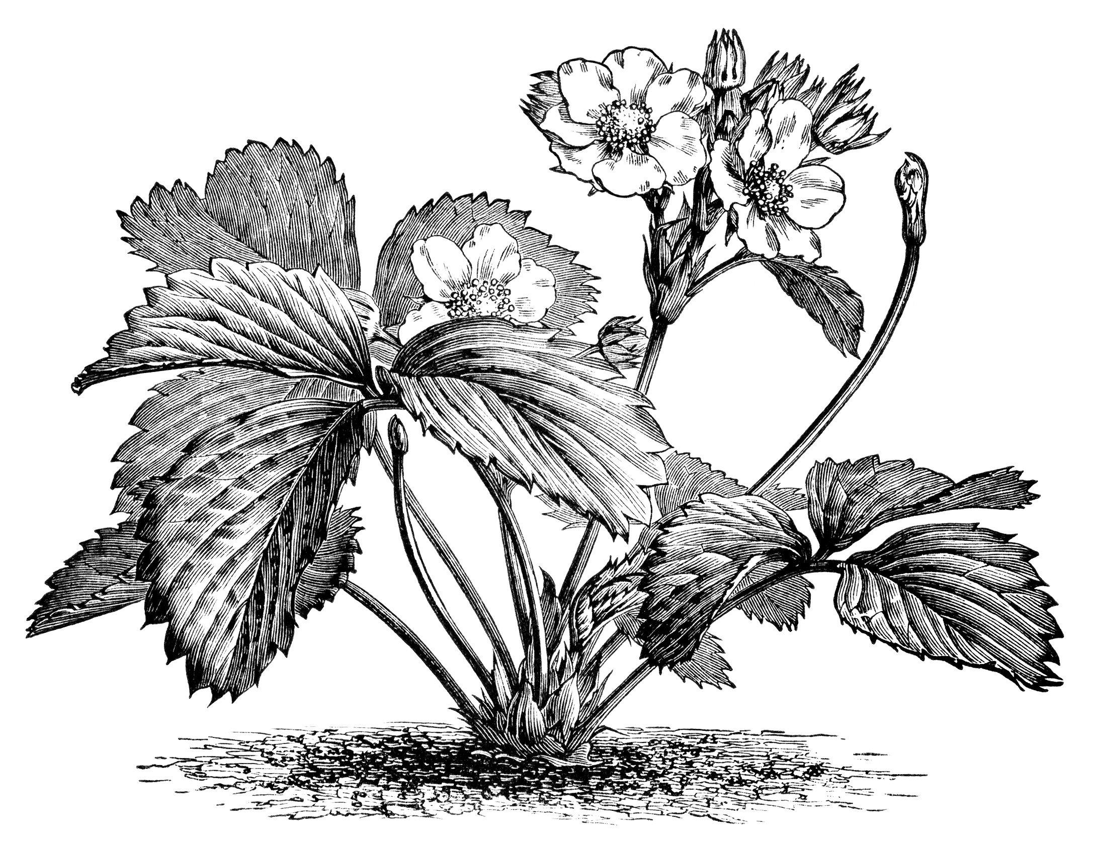 strawberry plant illustration, botanical clip art, vintage berry.