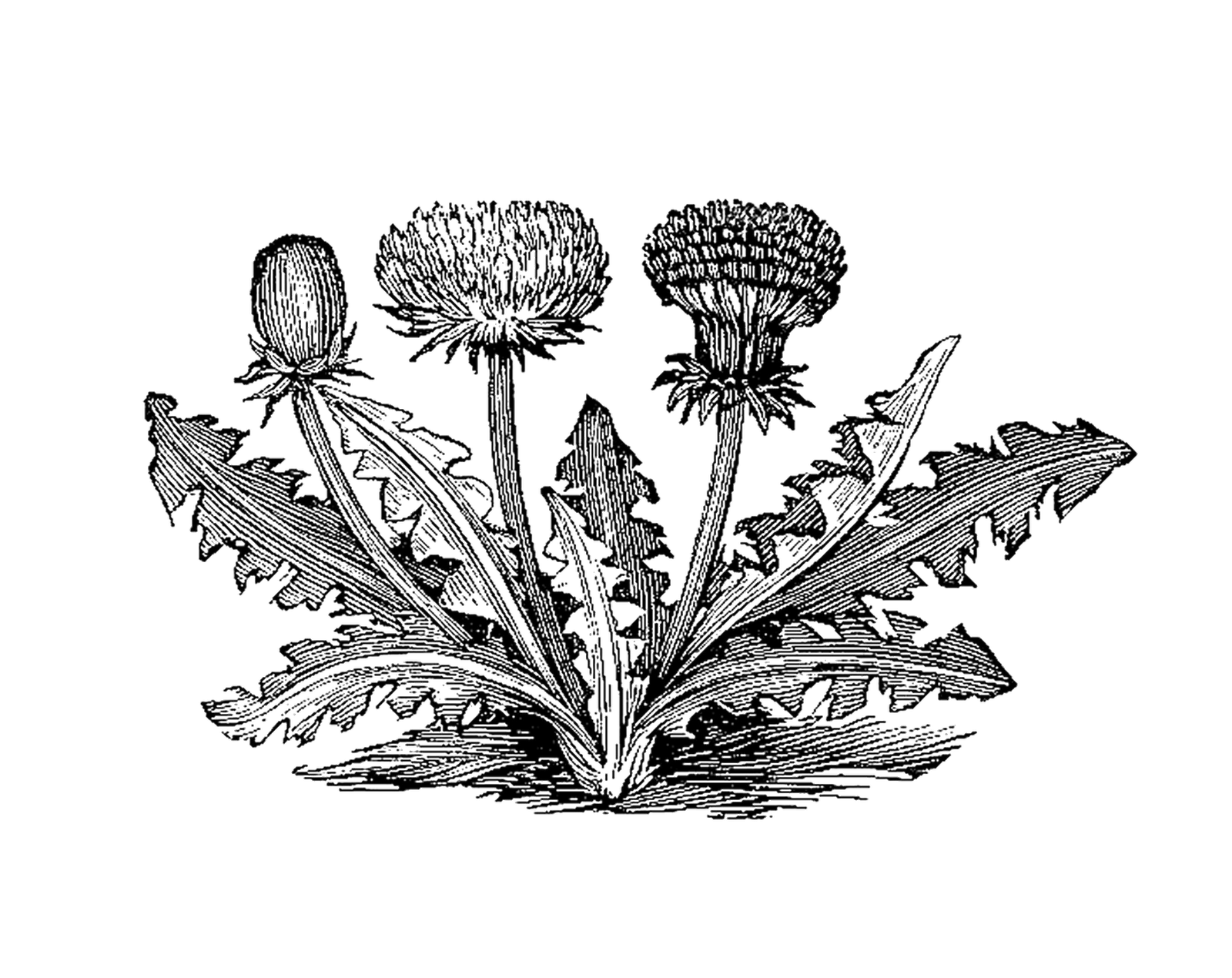 Antique Images: botanical clip art.