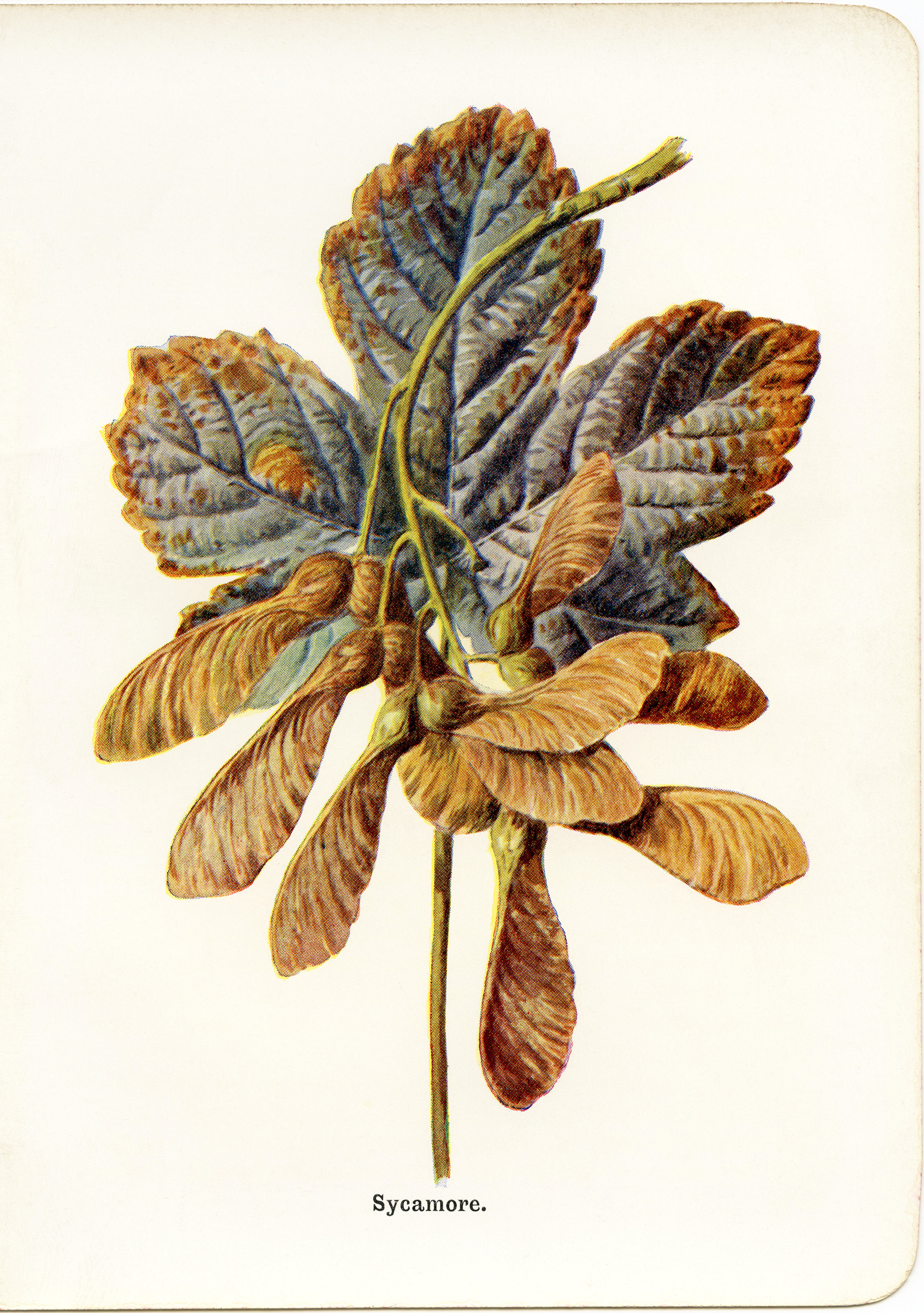 Sycamore Leaf Botanical Vintage Clip Art.