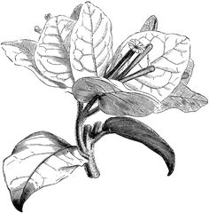 Bougainvillea flowers watercolor fuchsia hand drawn mexico clip.