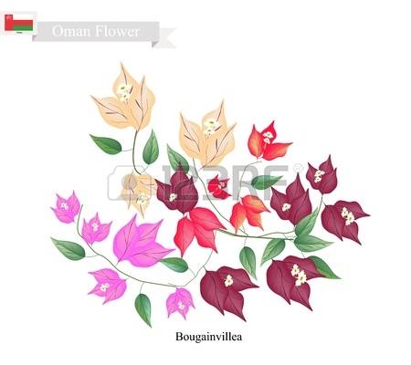 116 Bougainvillea Flower Cliparts, Stock Vector And Royalty Free.
