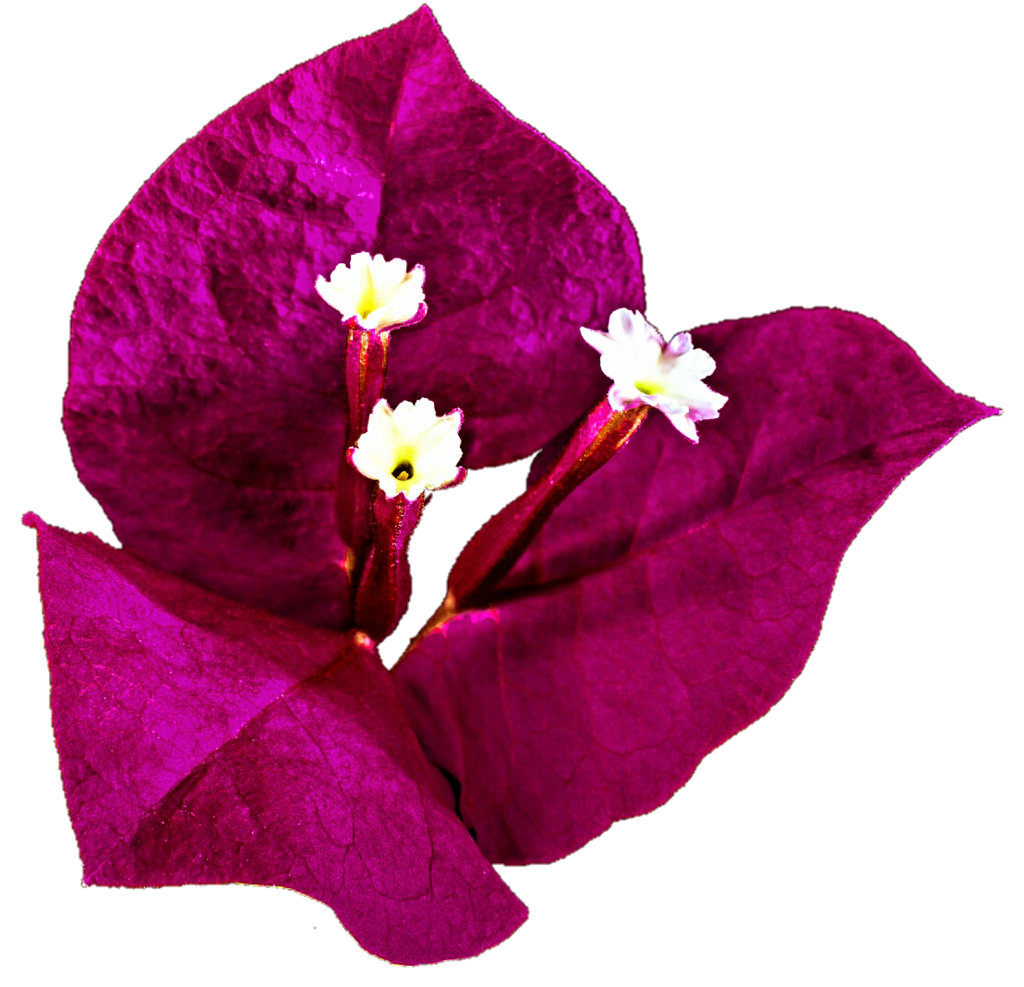 Bougainvillea flowers clipart 20 free Cliparts | Download images on