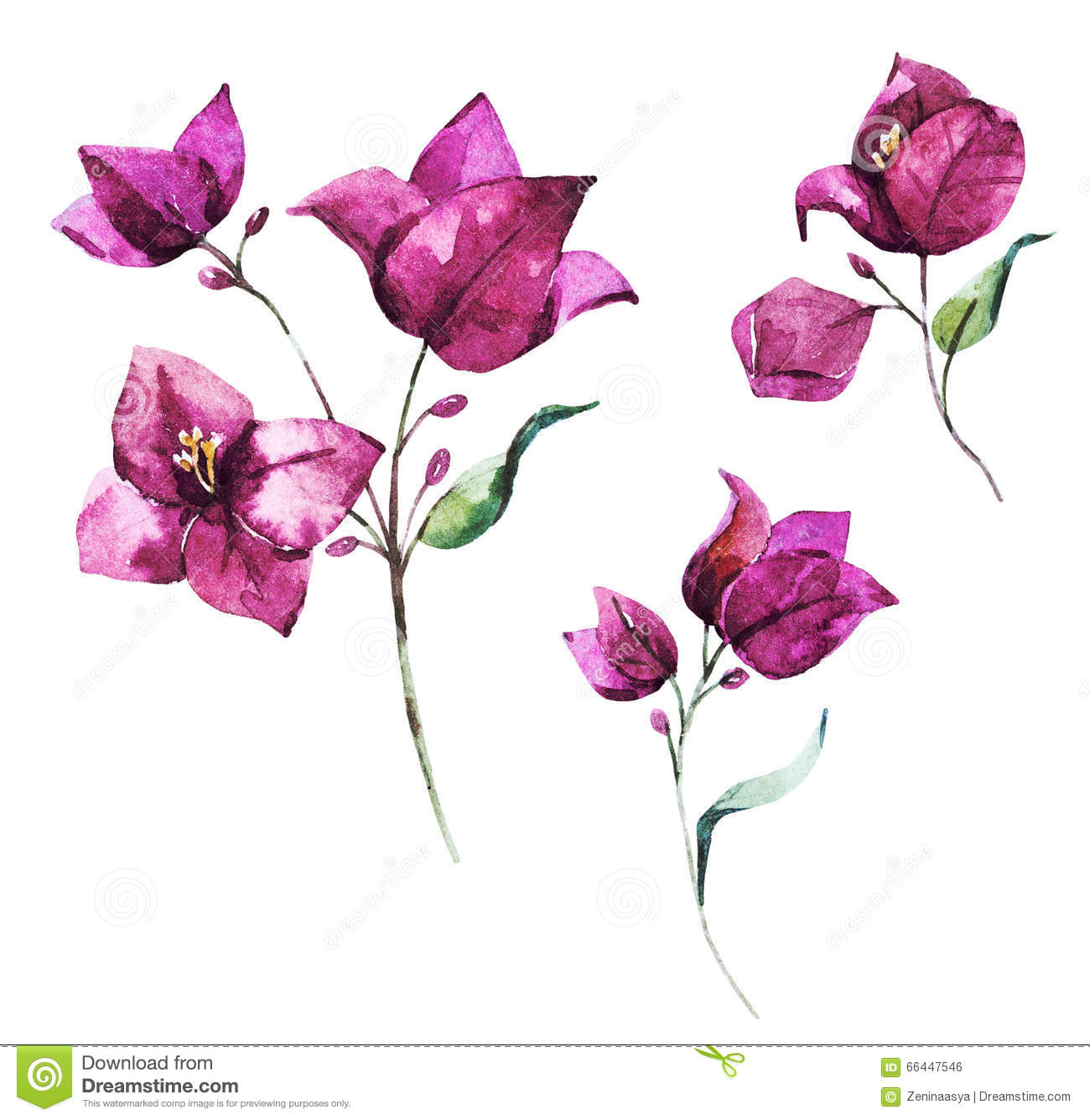 Bougainvillea flowers clipart 20 free Cliparts | Download images on