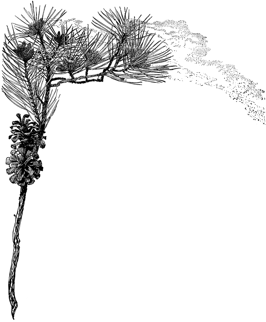 Pine bough clipart black and white.