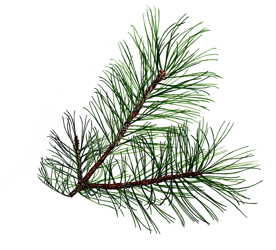 Evergreen boughs clipart - Clipground