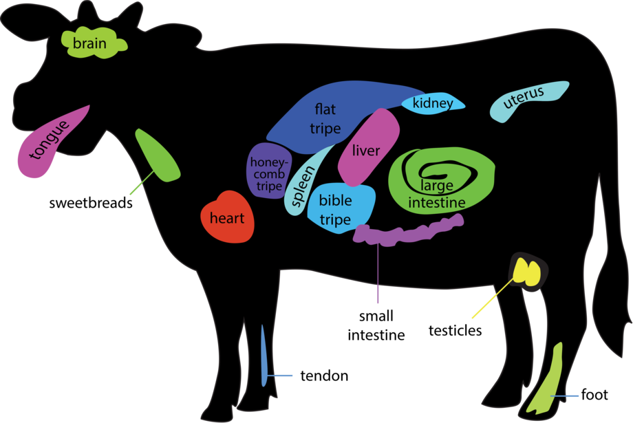 Bovine liver clipart - Clipground cows body diagram 