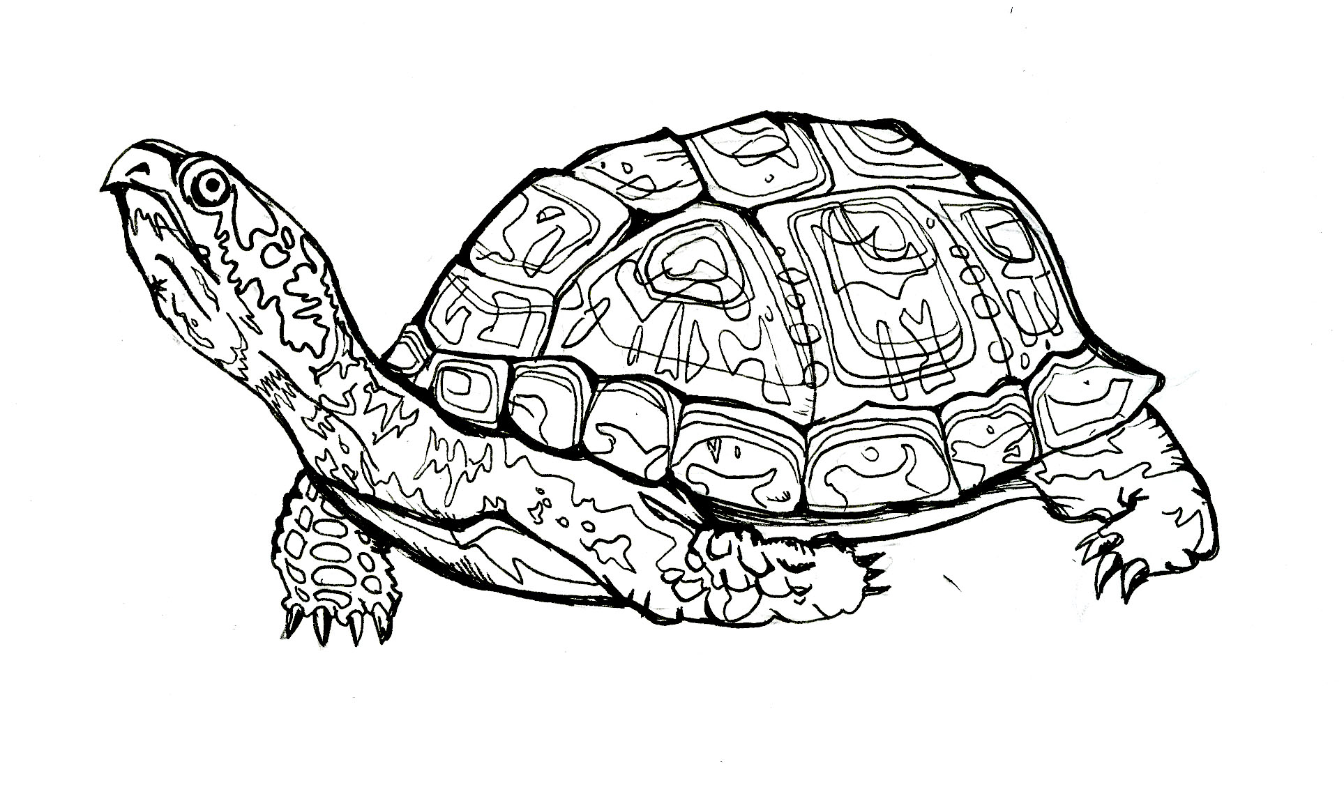 Box turtle clipart 20 free Cliparts | Download images on Clipground 2021