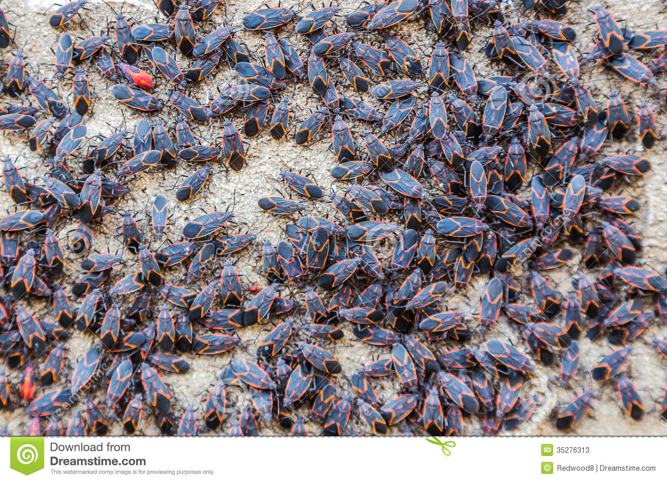 Box Elder Bugs Stock Photos. Box Elder Bugs Stock Photos.