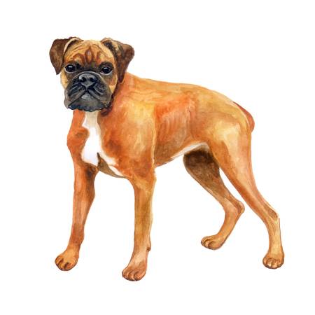 boxer dogs clipart