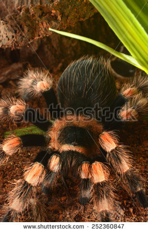 Brachypelma smithi clipart 20 free Cliparts | Download images on ...