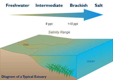 Wetlands and Coastal Erosion.