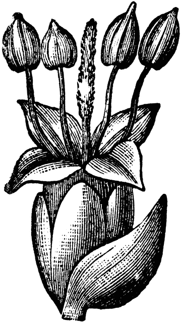 Plantain Flower and Bract.