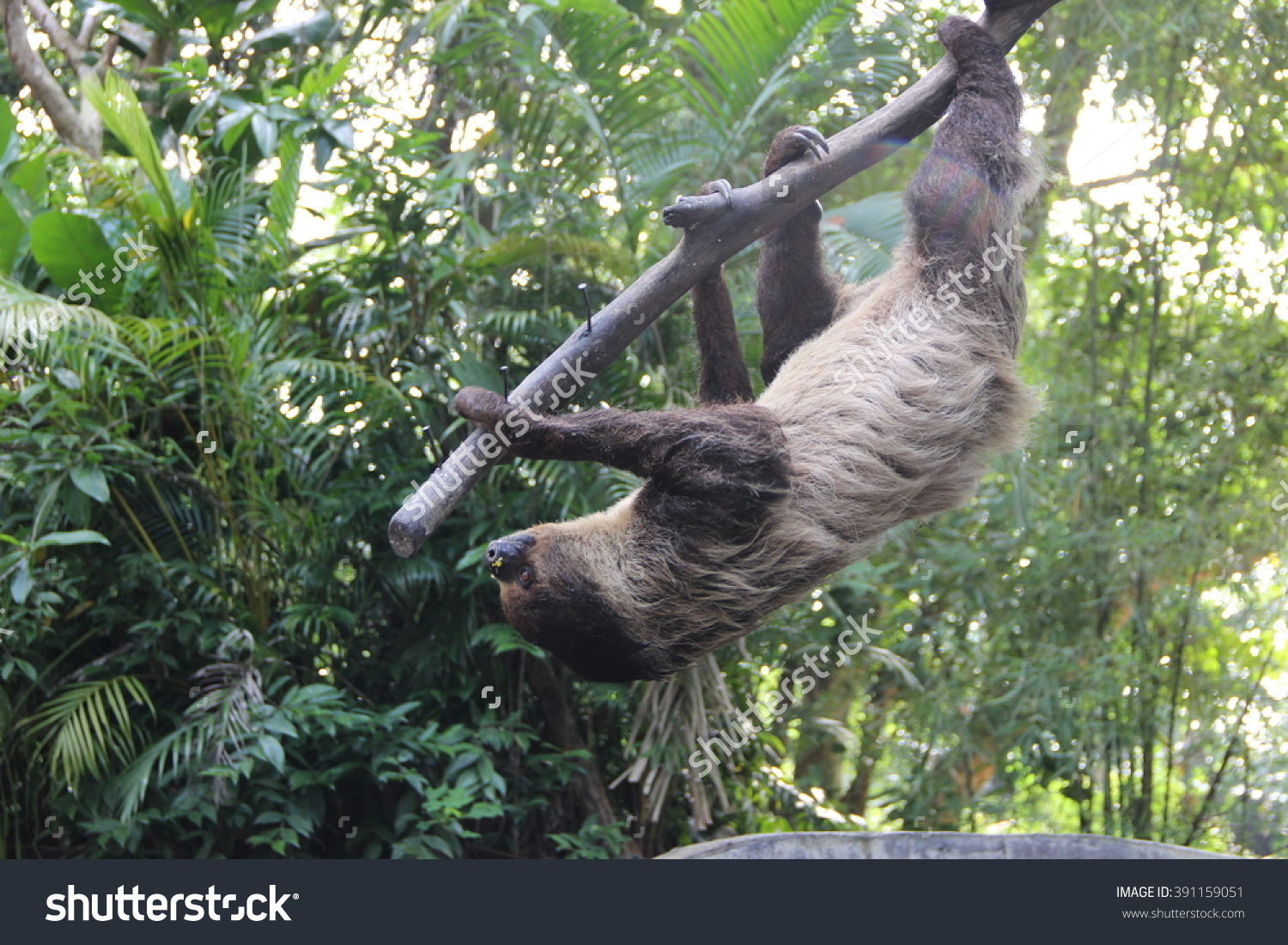Threetoed Sloth Bradypodidae Stock Photo 391159051.