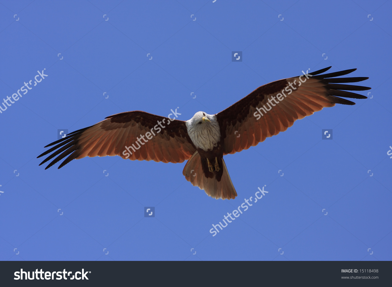 brahminy kite hunting