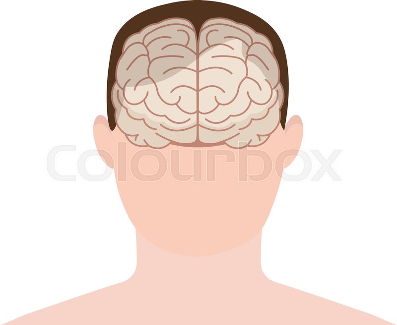 Head human, face and brain in flat.
