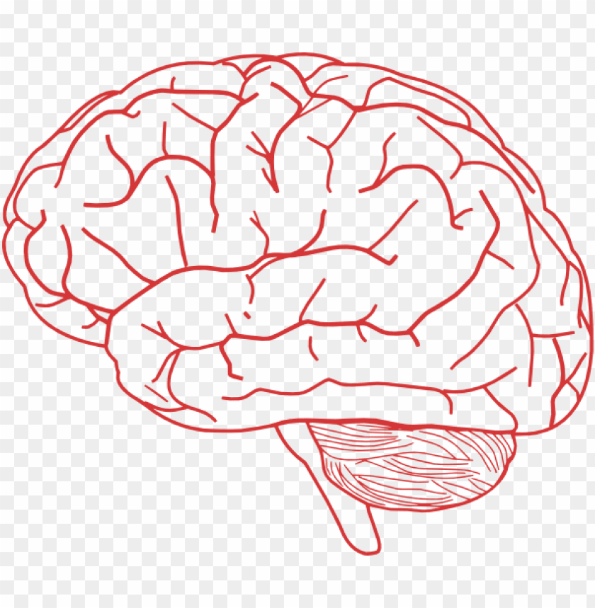 Brain Drawings Clip Art