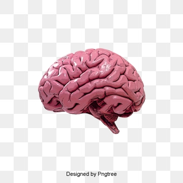 brain image png 20 free Cliparts | Download images on Clipground 2024