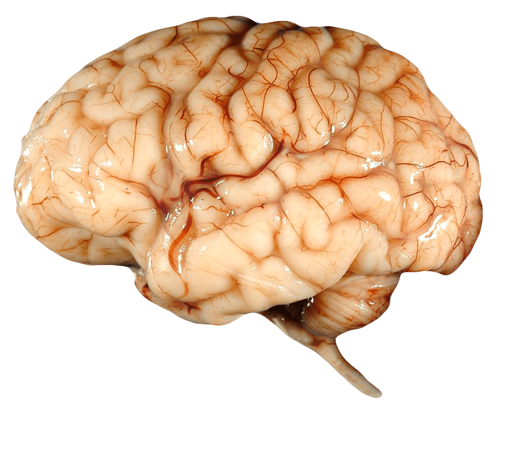 brain image png 20 free Cliparts | Download images on Clipground 2021