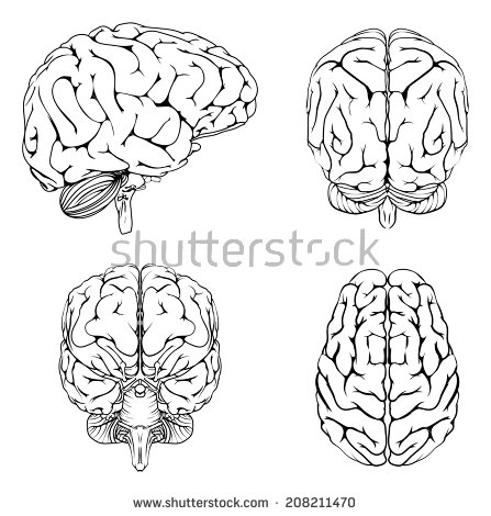 Diagram Brain Top Side Front Back Stock Vector 208211470.