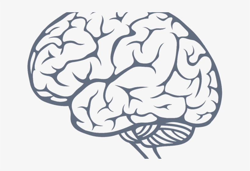 brain outline png 20 free Cliparts | Download images on Clipground 2021