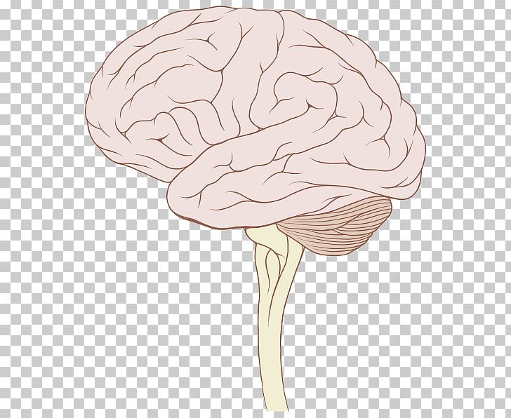 Brainstem Human Brain Brain Tumor Brain Stem Tumor PNG, Clipart.