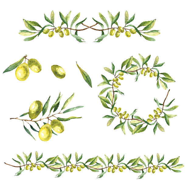 Best Olive Branch Illustrations, Royalty.