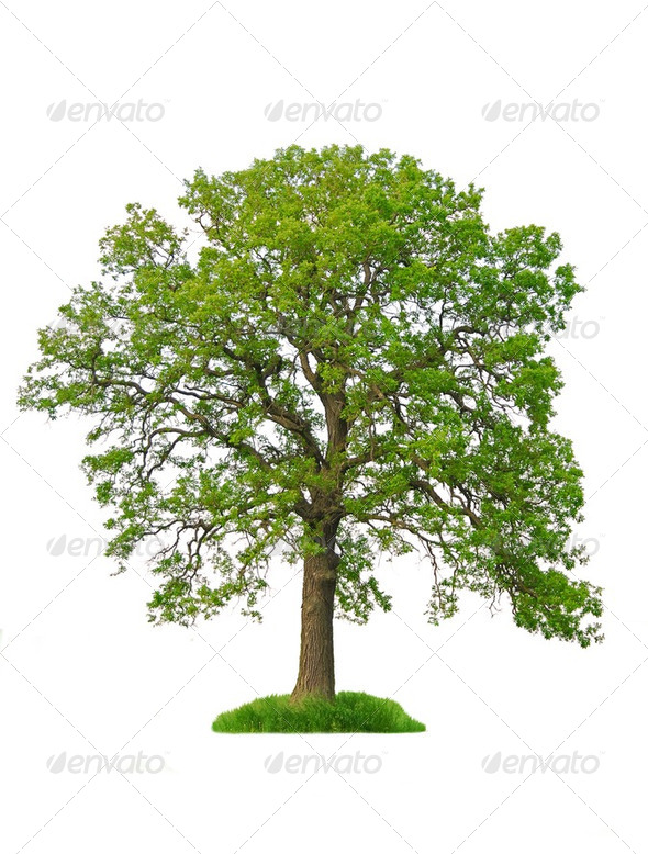 Image Result For Photoshop Tree Clip Art Sycamore Tree Oak Tree Plants ...