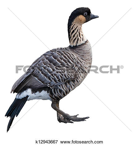 Nene goose Stock Photo Images. 113 nene goose royalty free.