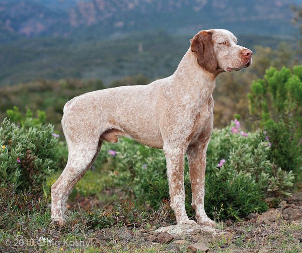 Pointing Dog Blog: Breed of the Week: The Braque du Bourbonnais.