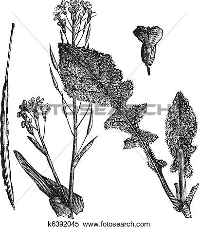 Clipart of Field Mustard or Turnip Mustard or Brassica rapa or.
