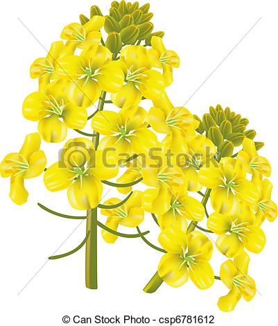 Vector Illustration of Rape flower (Brassica napus). Vector.