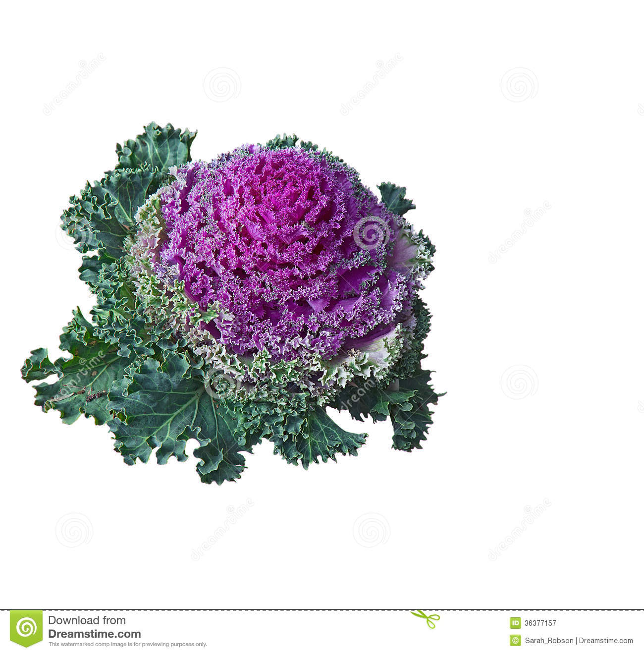 Kale Plant Clipart. Kale Plant Clipart.