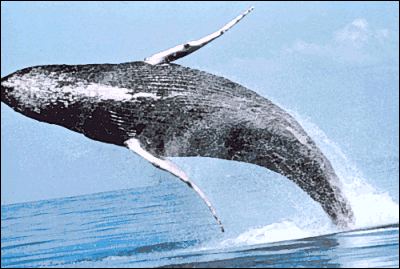 Humpback Whale Breaching Clipart.