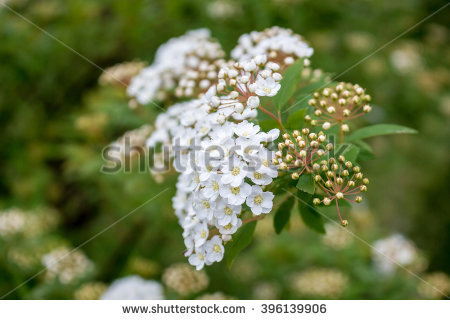 Spirea Flowering Shrub Stock Photos, Royalty.