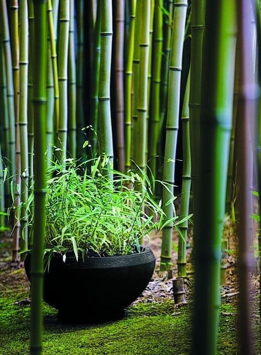 Garden Ideas. Bamboo garden idea.