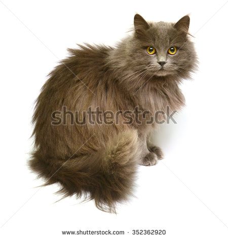 Persian Cat Stock Photos, Royalty.