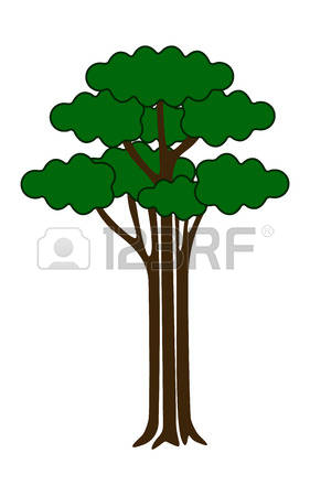Broad Leaf Trees Images & Stock Pictures. Royalty Free Broad Leaf.