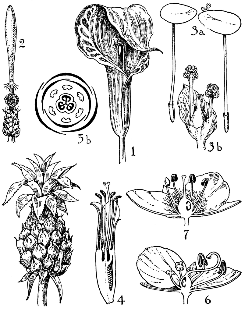 Araceae, Lemnaceae, Bromeliaceae, and Commelinaceae Orders.