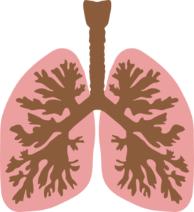 Lungs And Bronchus Clip Art at Clker.com.
